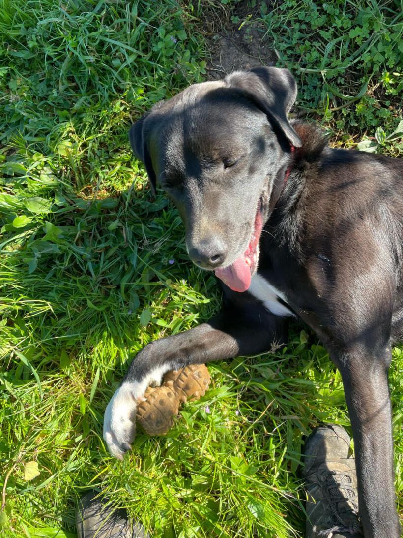 Oreo