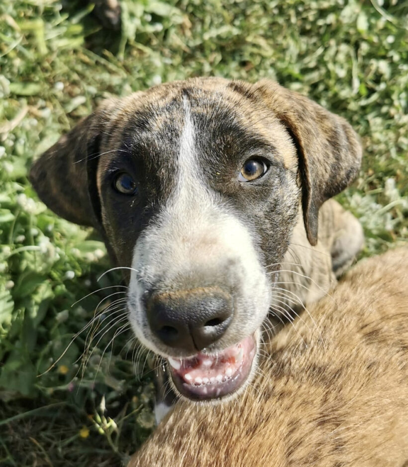 Raja Raja
