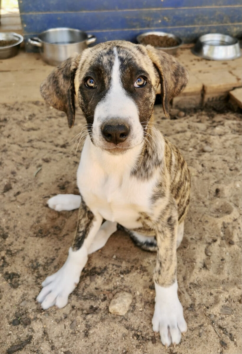 Raja Raja