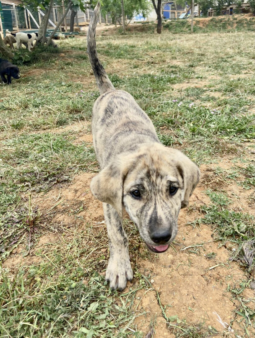 Balu