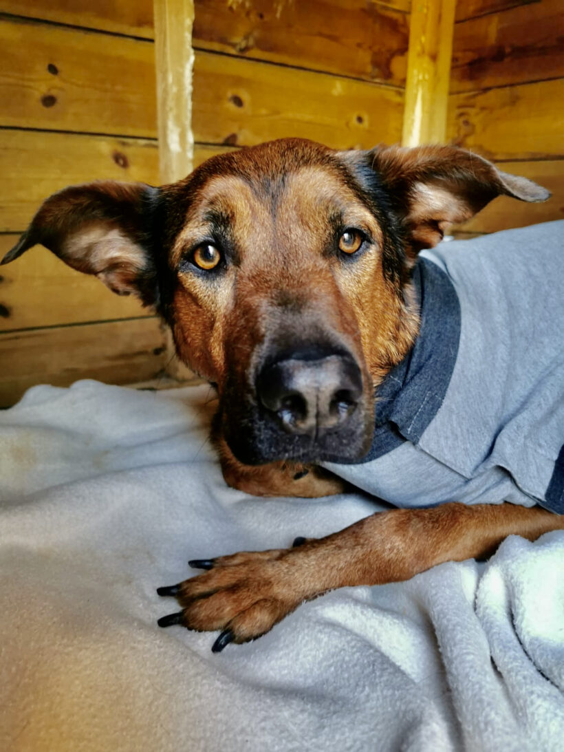 Manuka