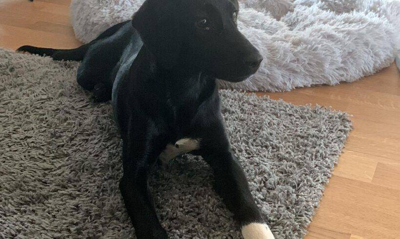 Maja Maja
