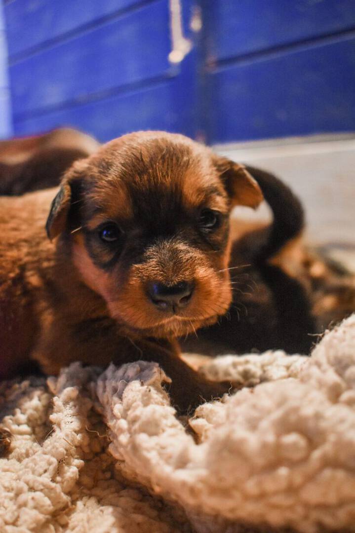 Piti
