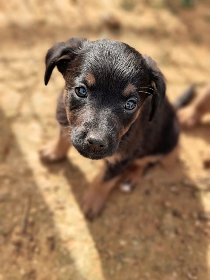 Brownie
