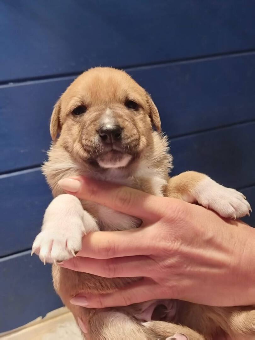 Oscar