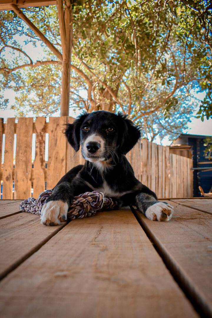 Oakley