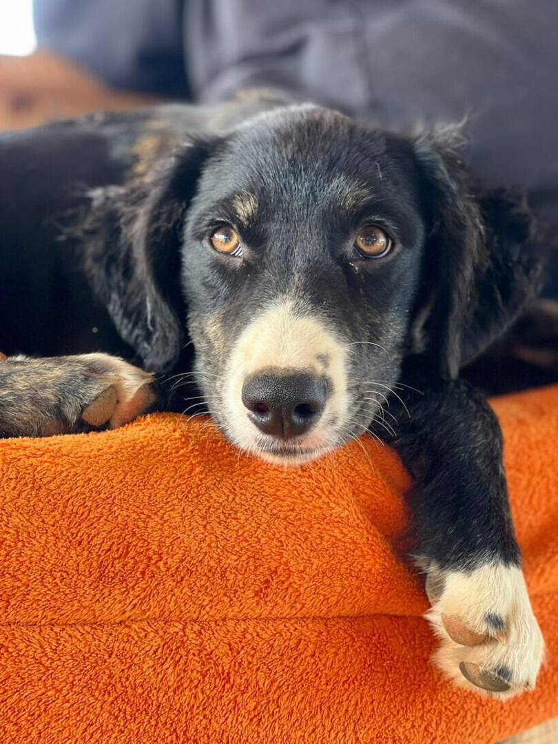 Oakley