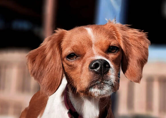Toffee