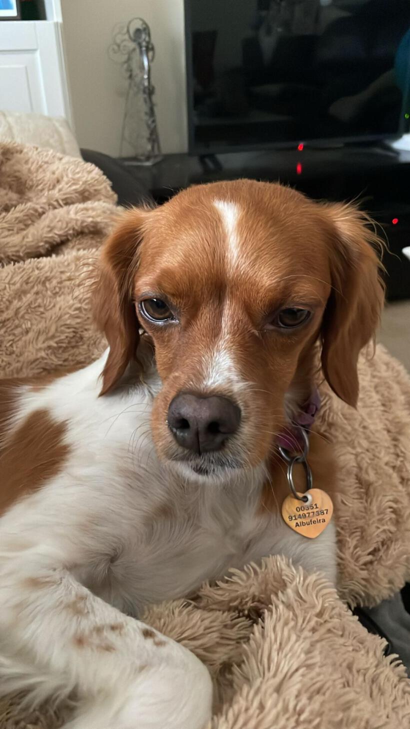 Toffee
