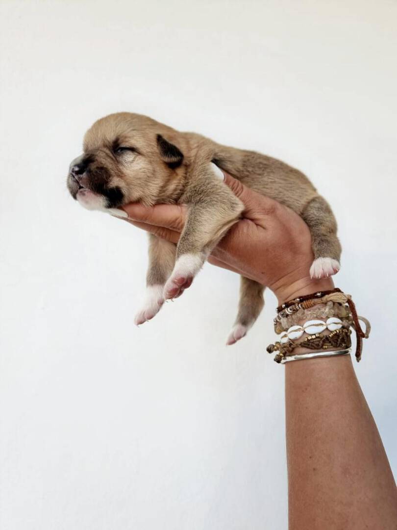 Peanut