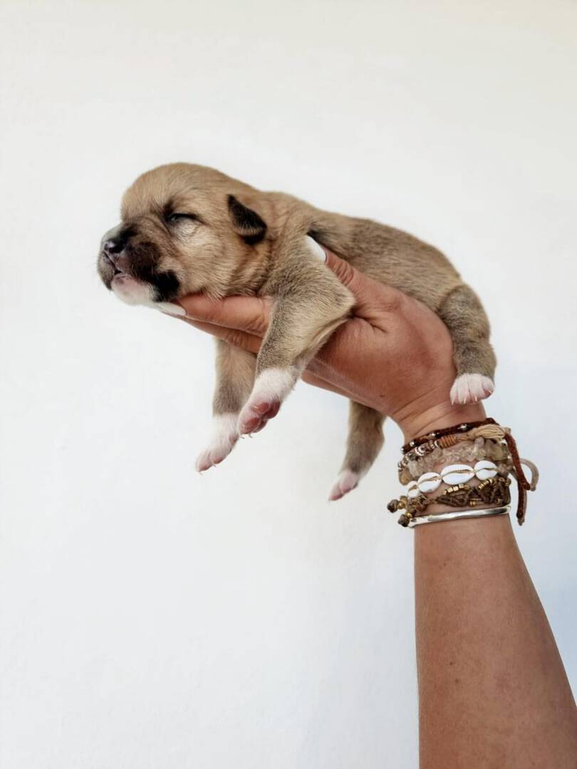 Peanut Peanut