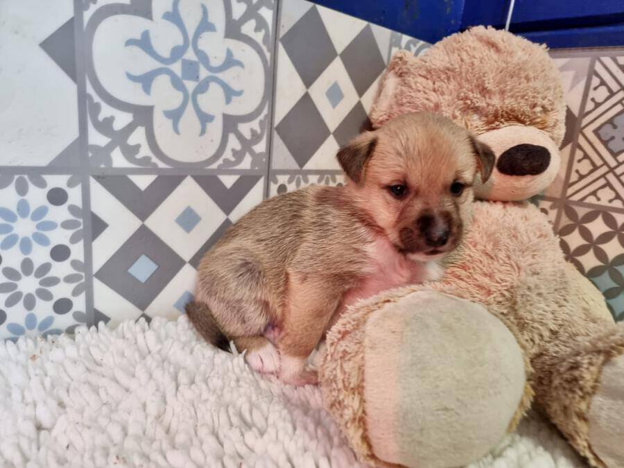 Peanut Peanut