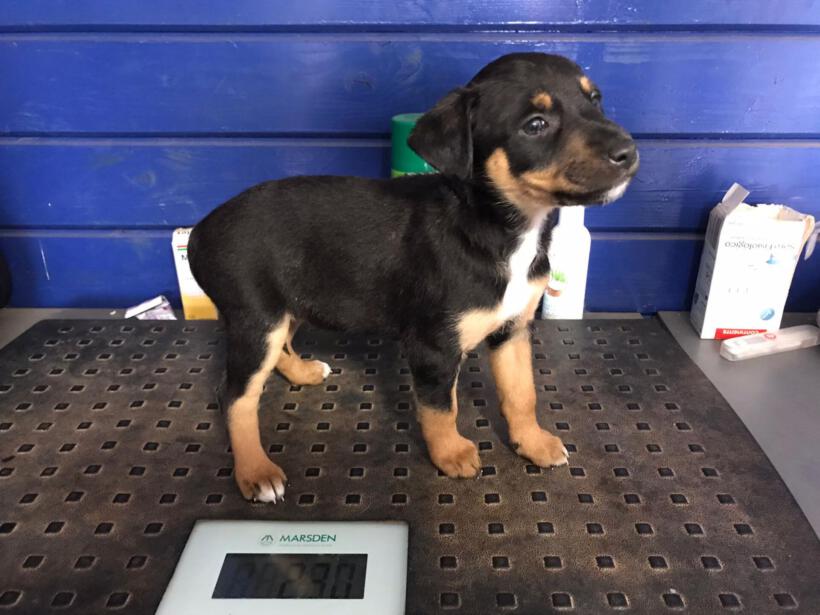 Coco
