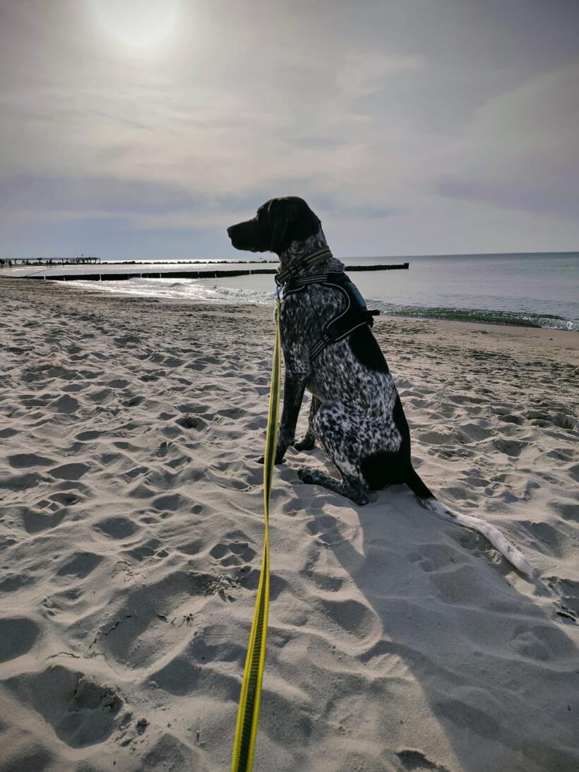 Seal Seal