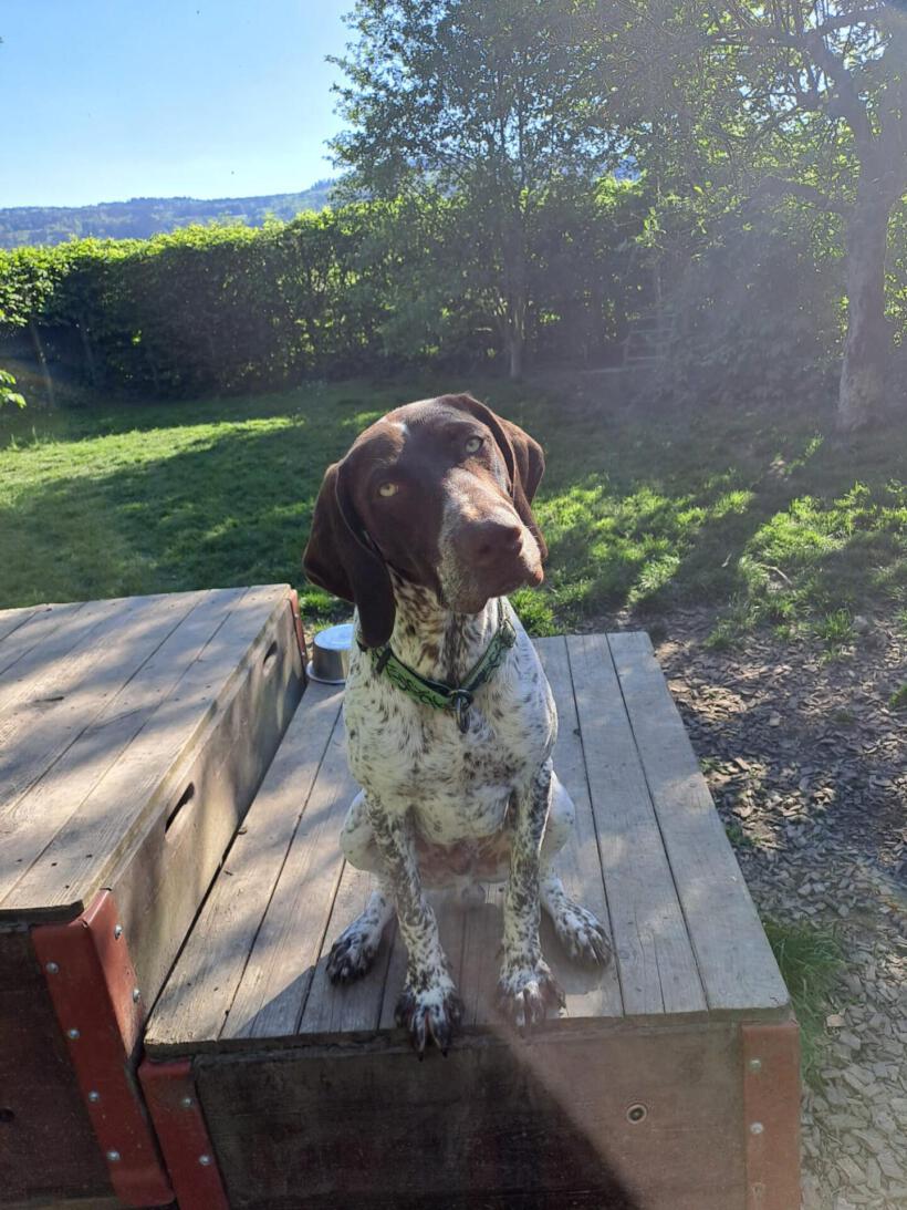 Skipper