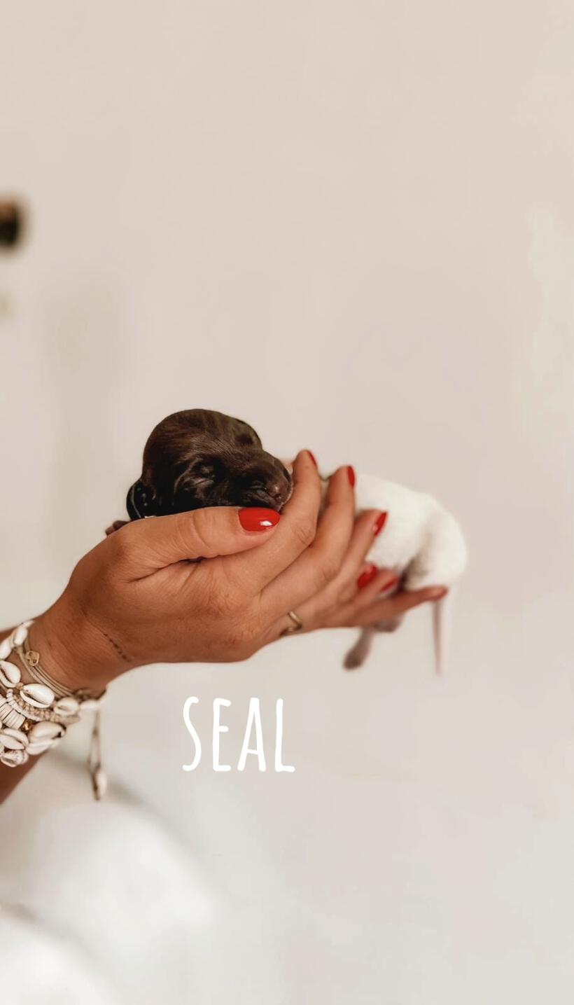 Seal Seal