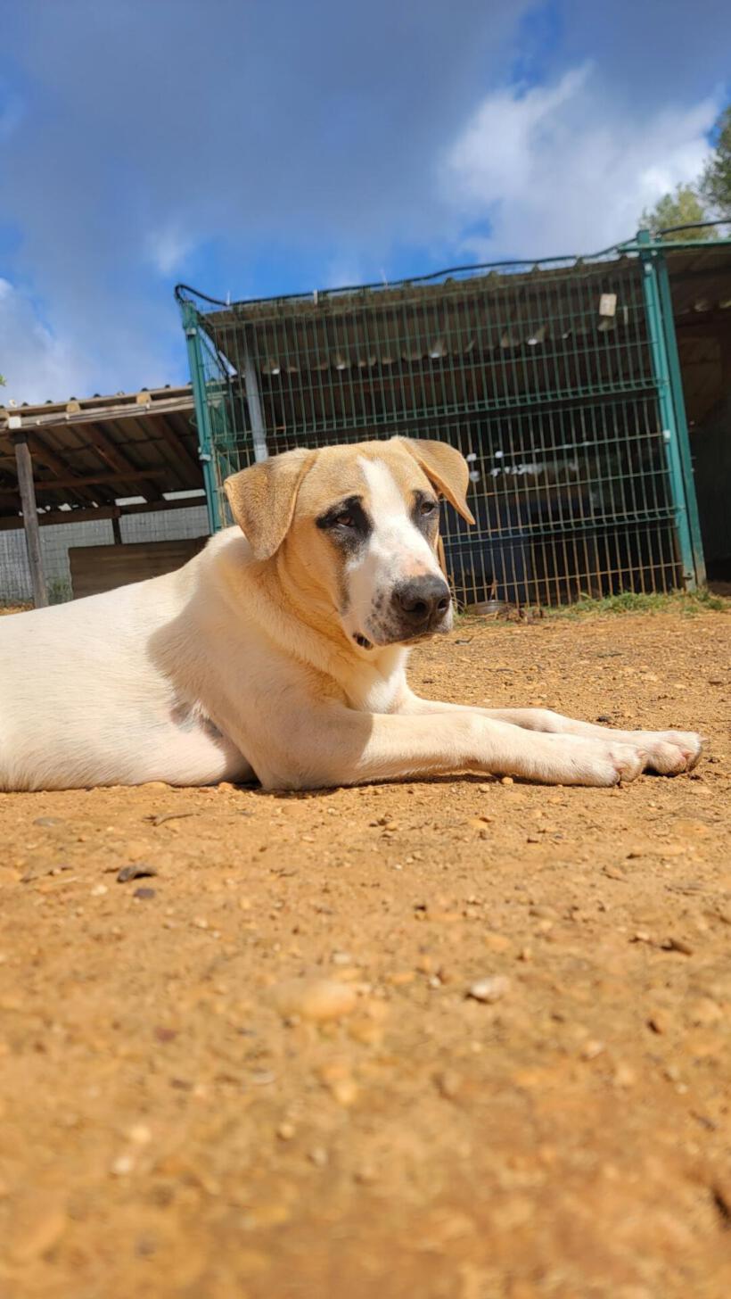 Kodi