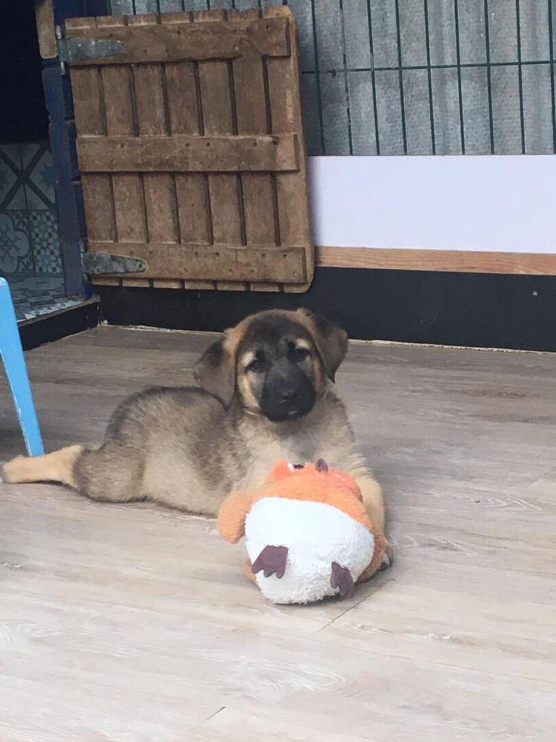 Suri Suri