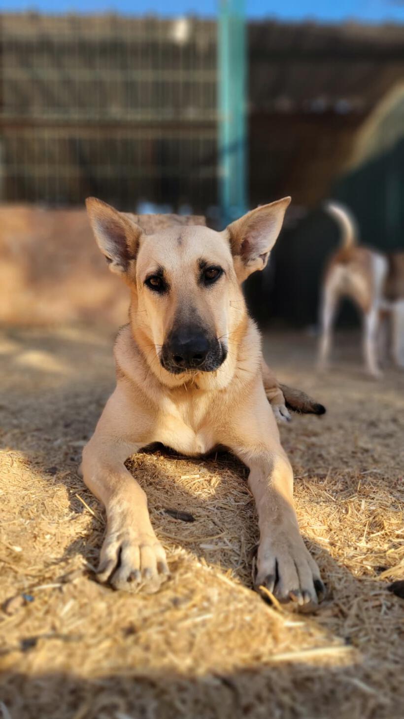 Nova