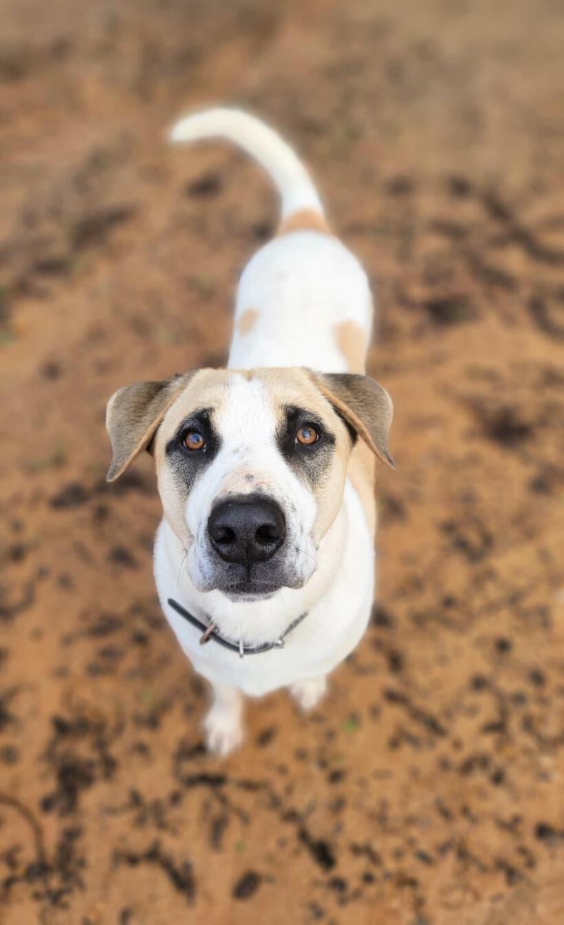 Kodi