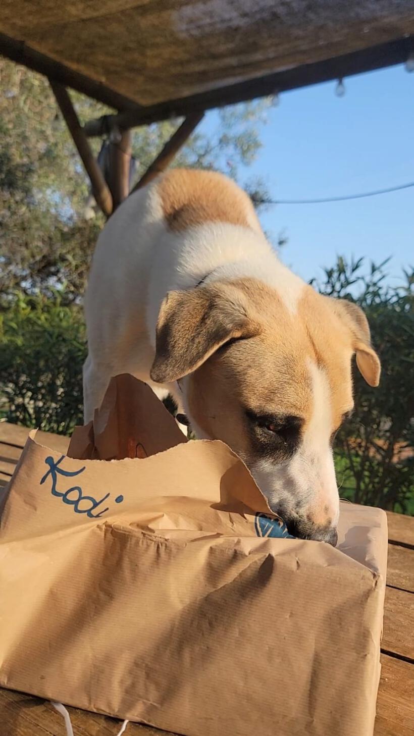 Kodi