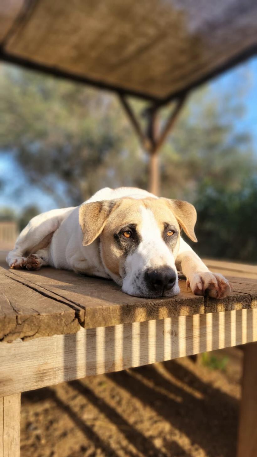 Kodi