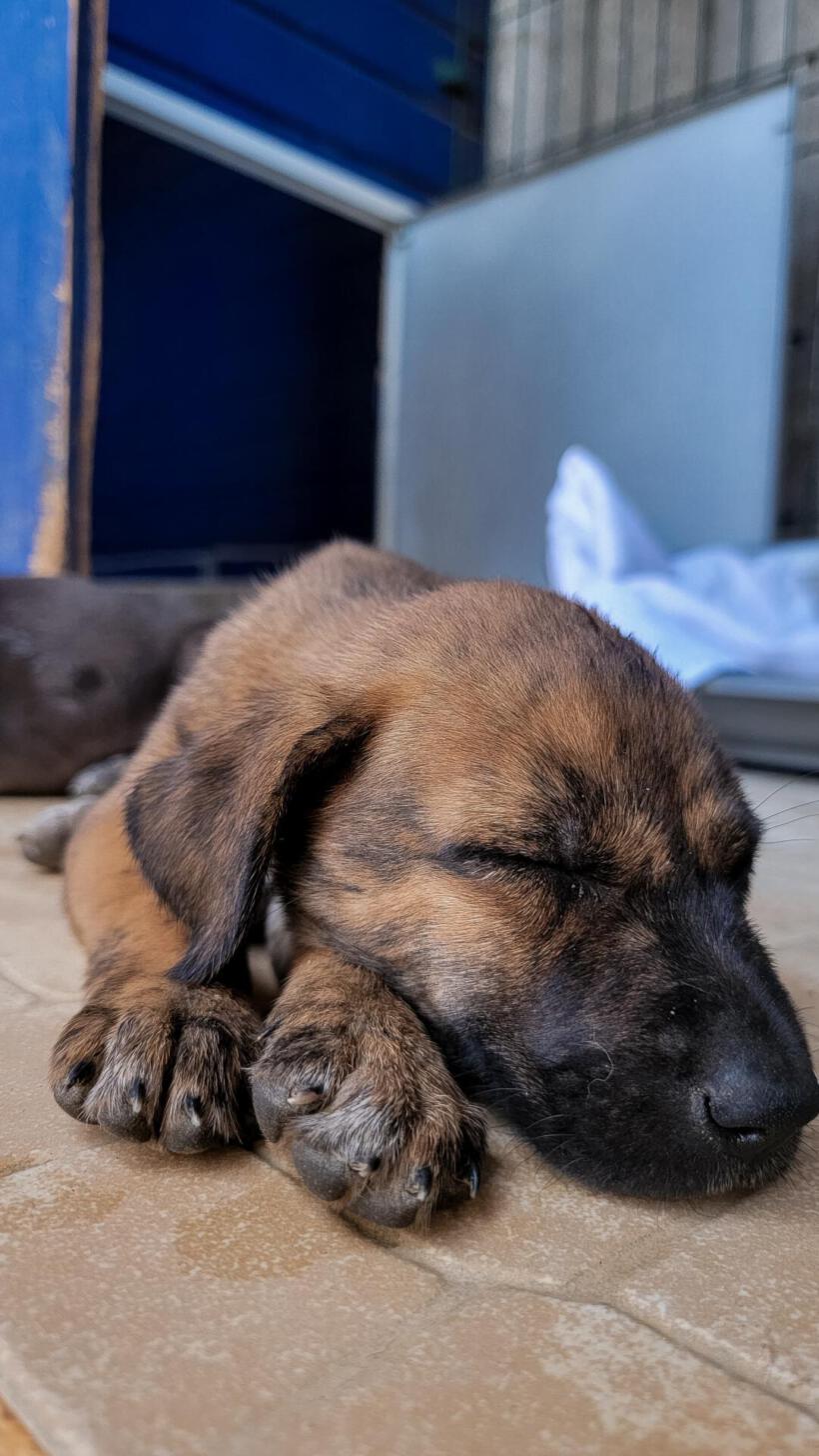 Peanut
