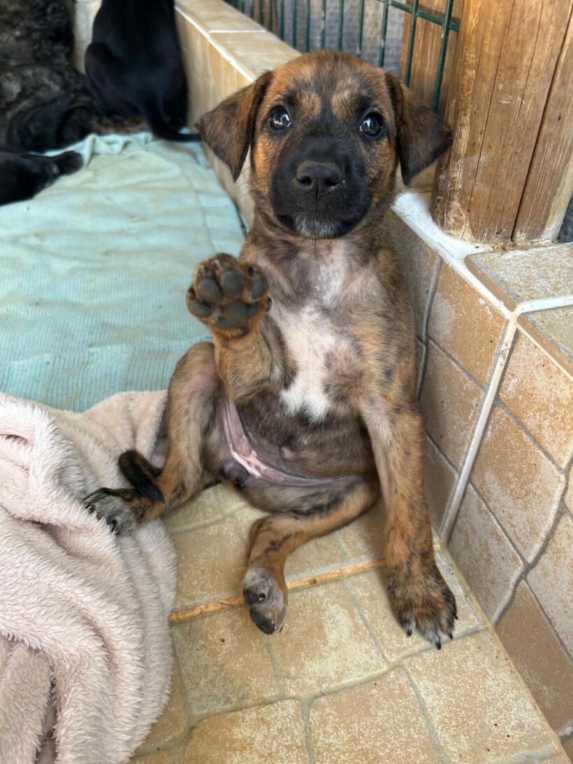 Peanut