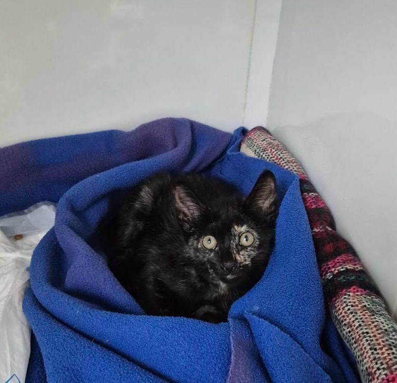 KitCat