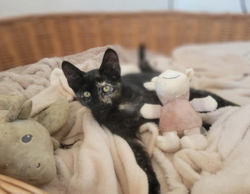 KitCat