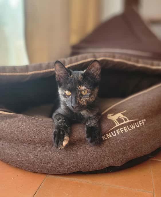 KitCat