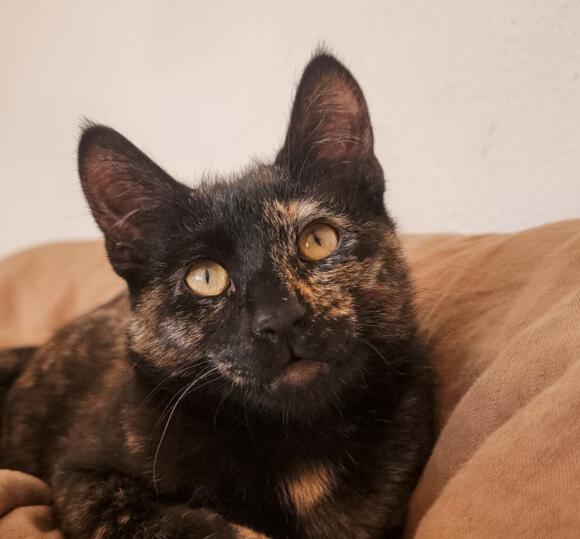 KitCat