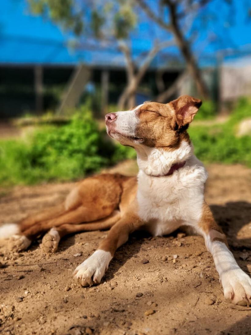 Rossana