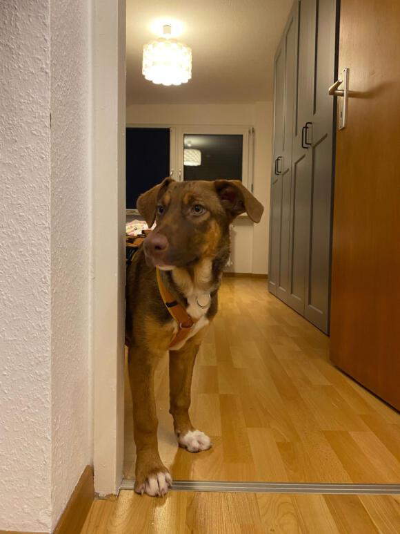 Piepi