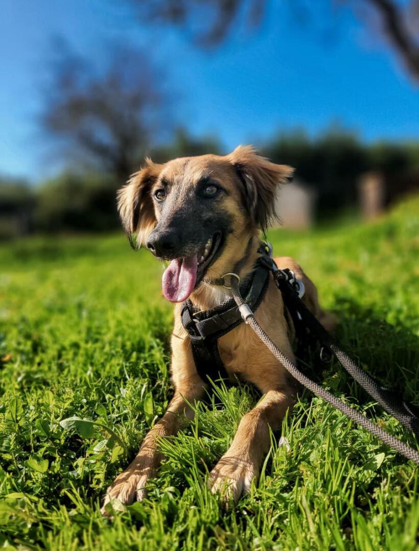 Deedee