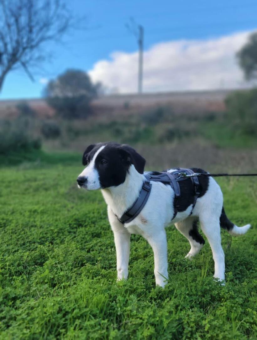 Lily