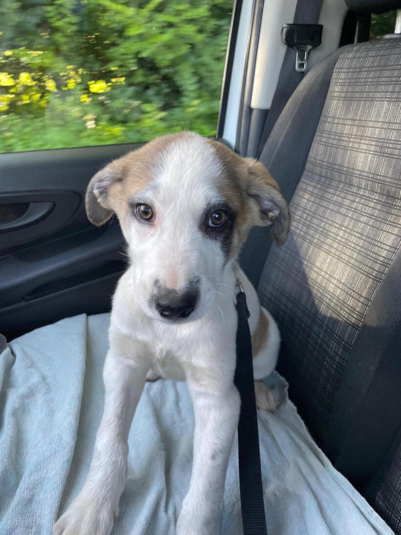 Dobby