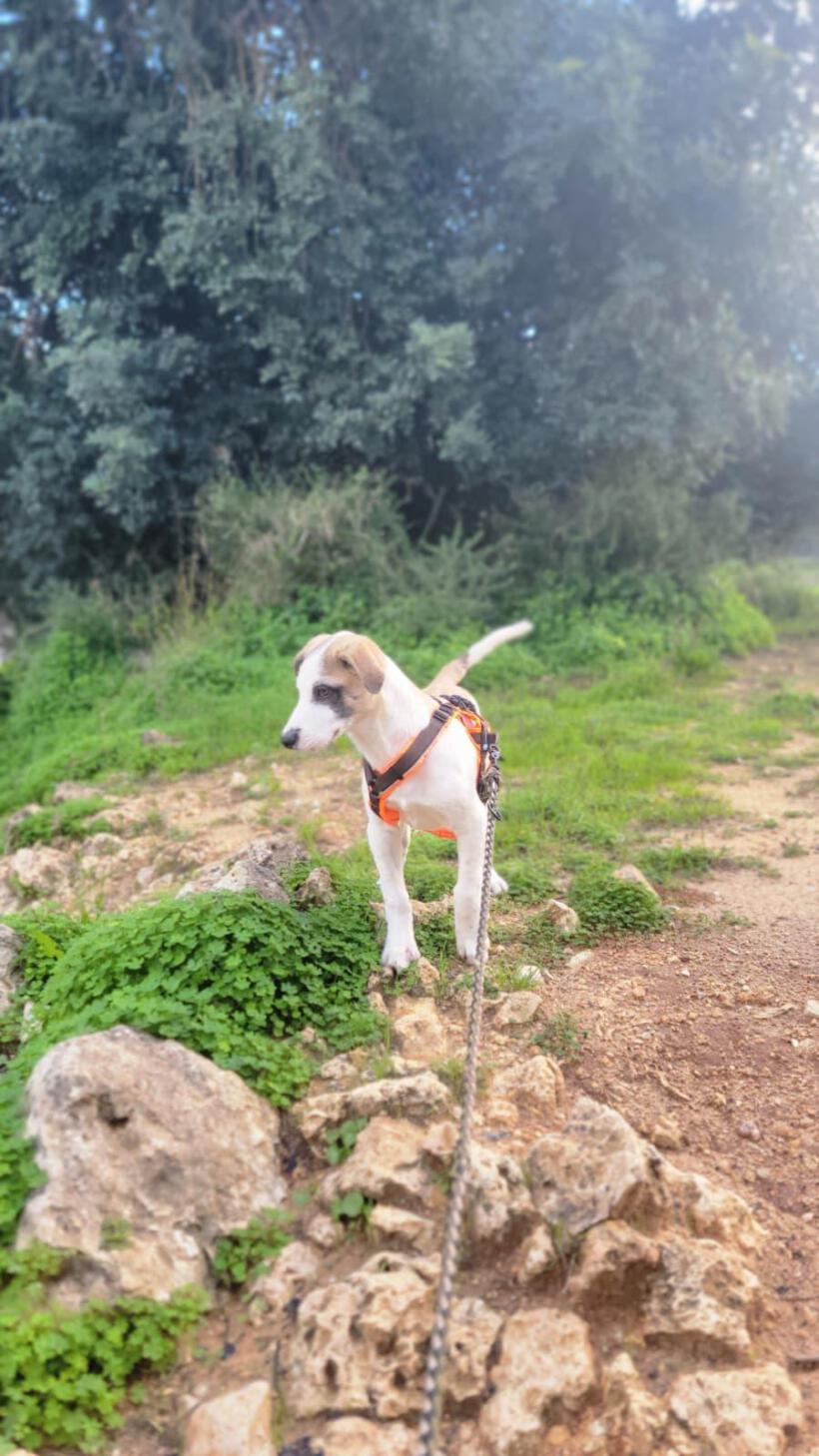 Dobby