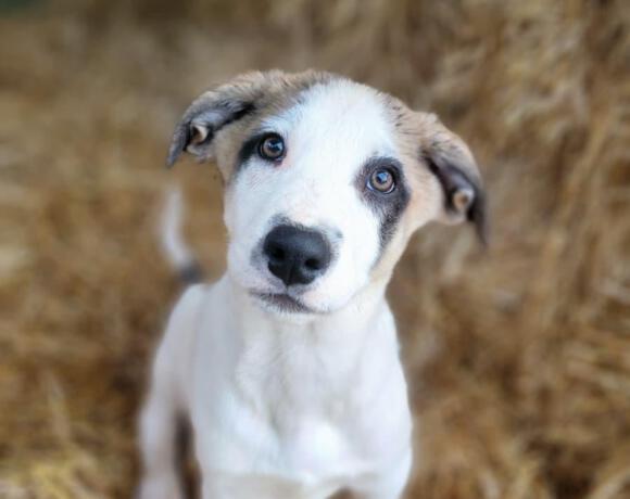 Dobby