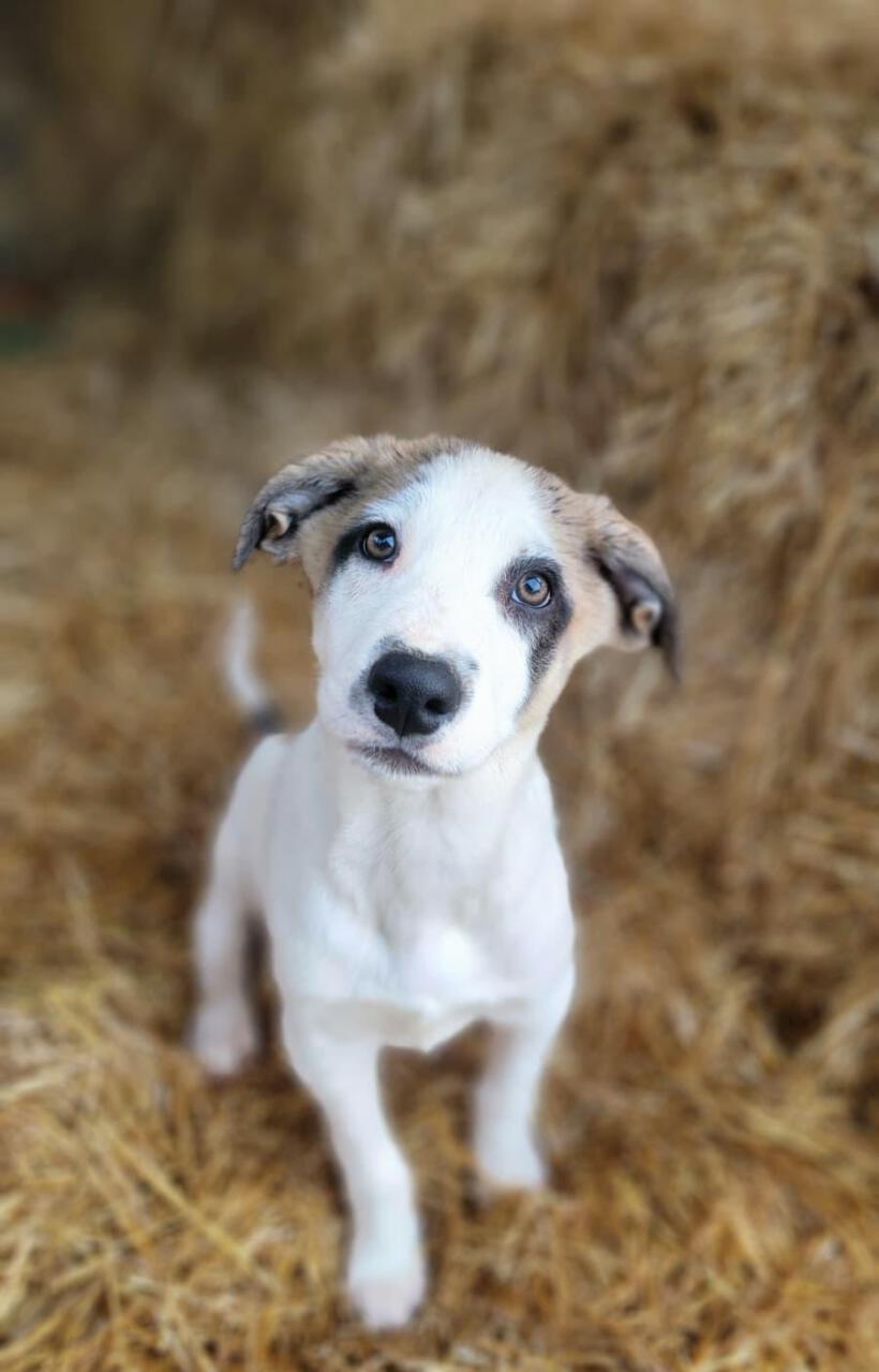 Dobby