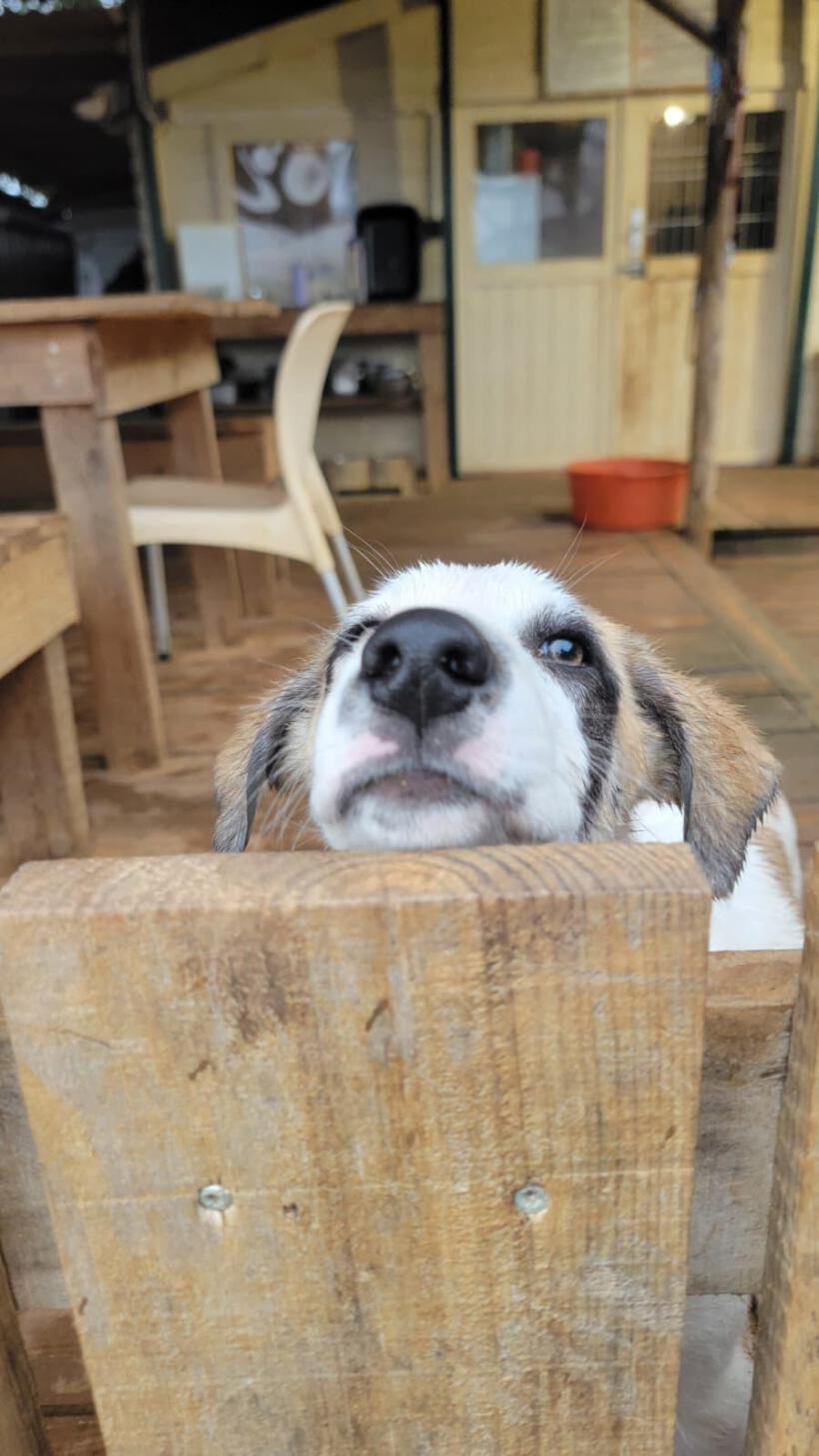 Dobby