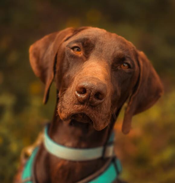 Cooper