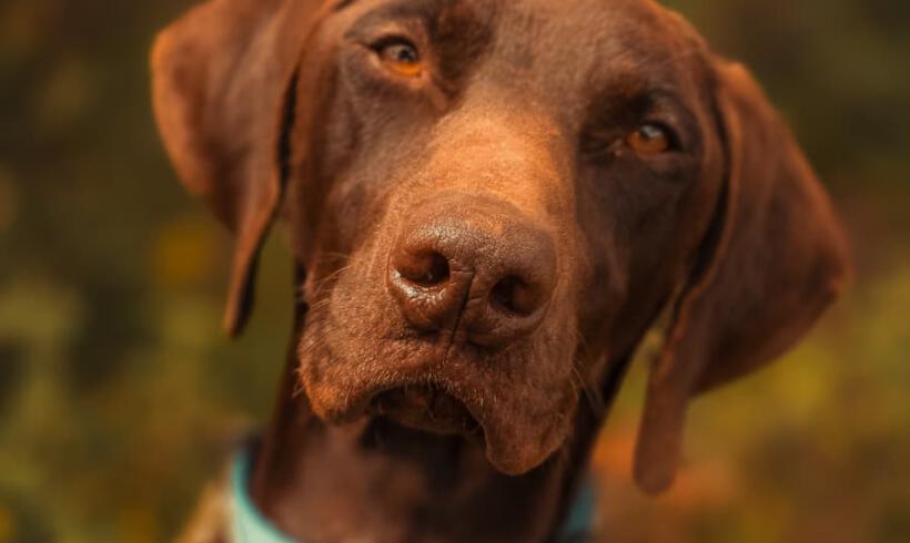 Cooper