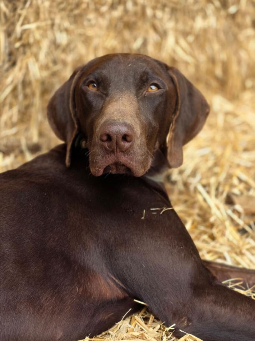 Cooper
