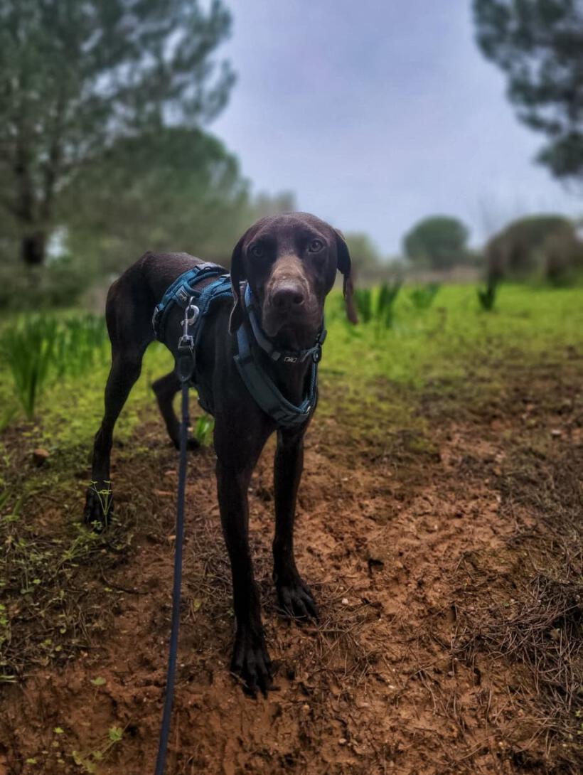 Cooper