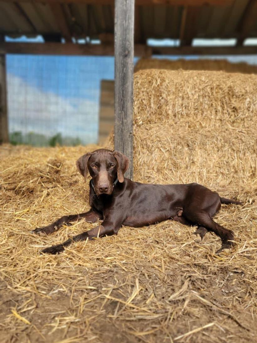 Cooper