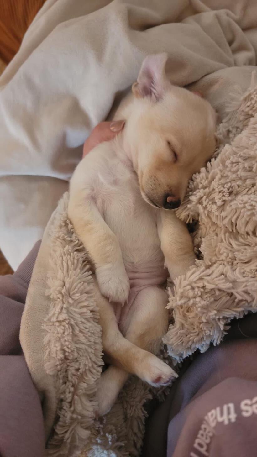 Lumi
