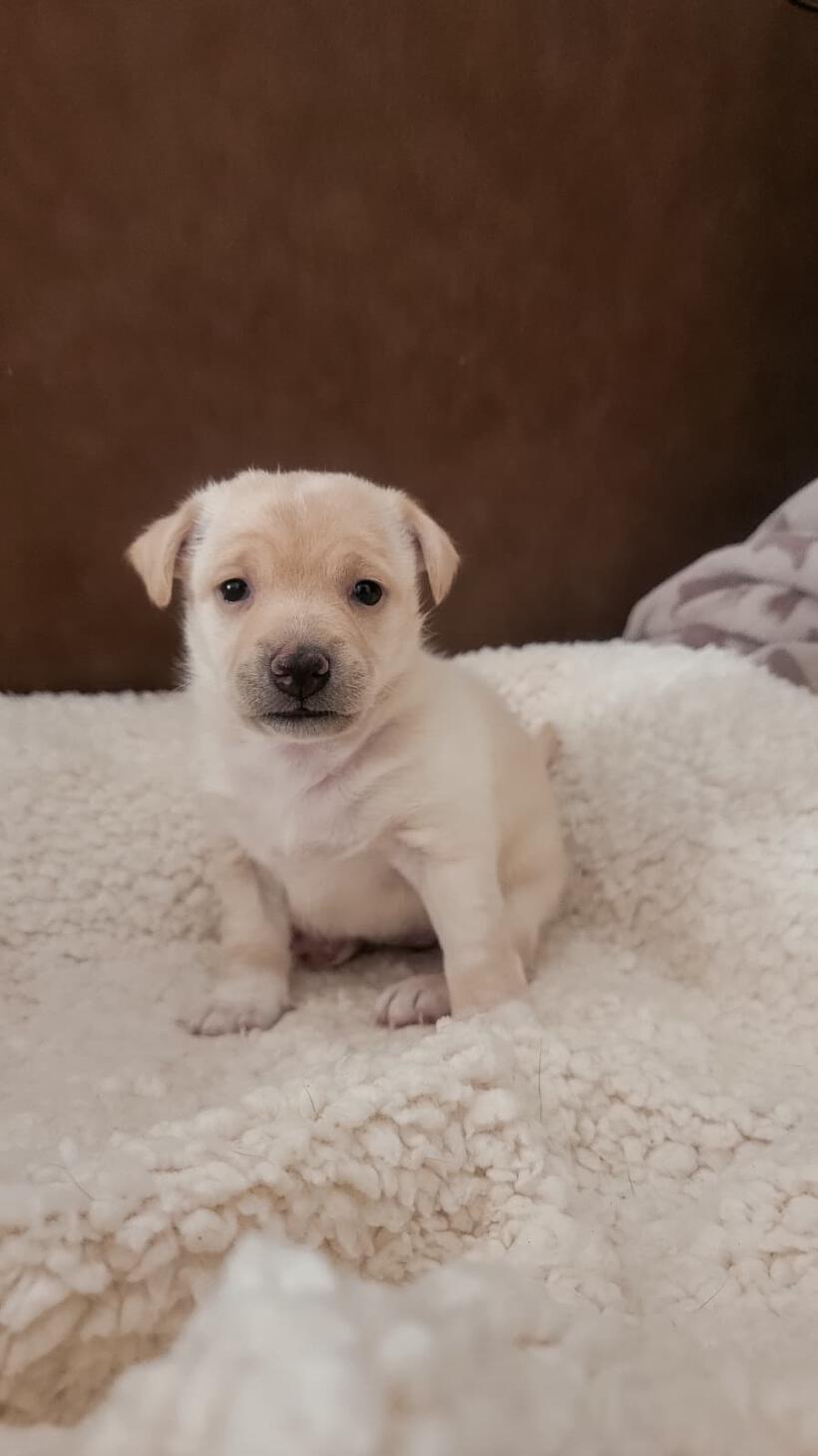 Lumi