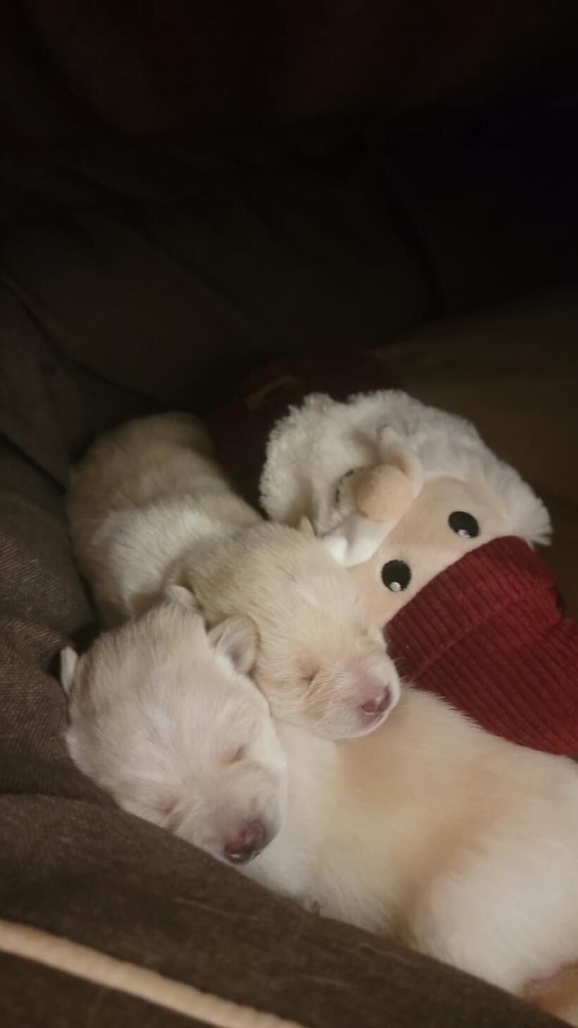 Lumi