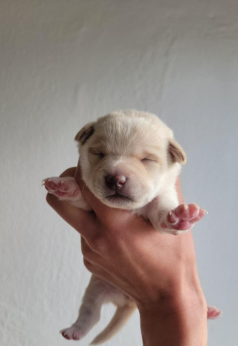 Lumi